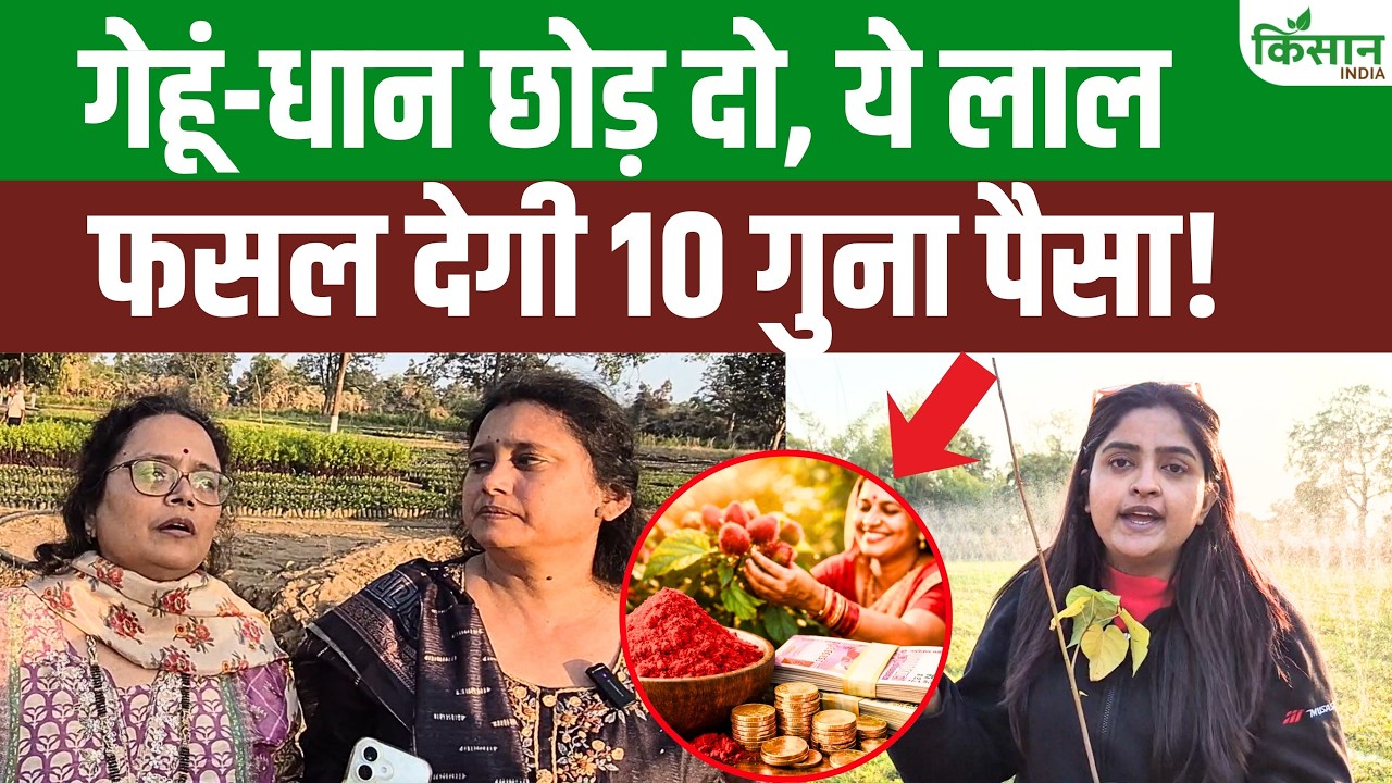 Sindoor ki Kheti: गरीबी मिटा देगी ये 'लाल फसल'! 14 महीने में तगड़ी कमाई ,लखपति दीदी का फॉर्मूला
