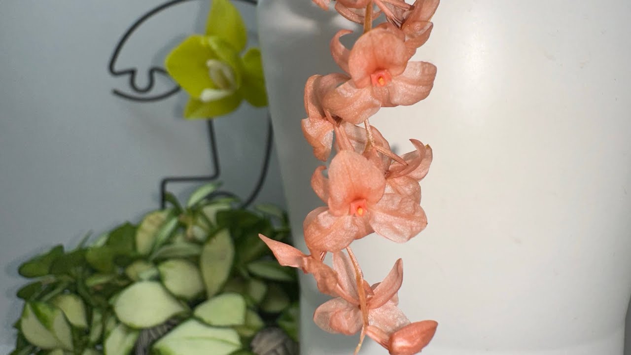 Розквітнув Dendrochilum hampelii + розпаковка новеньких