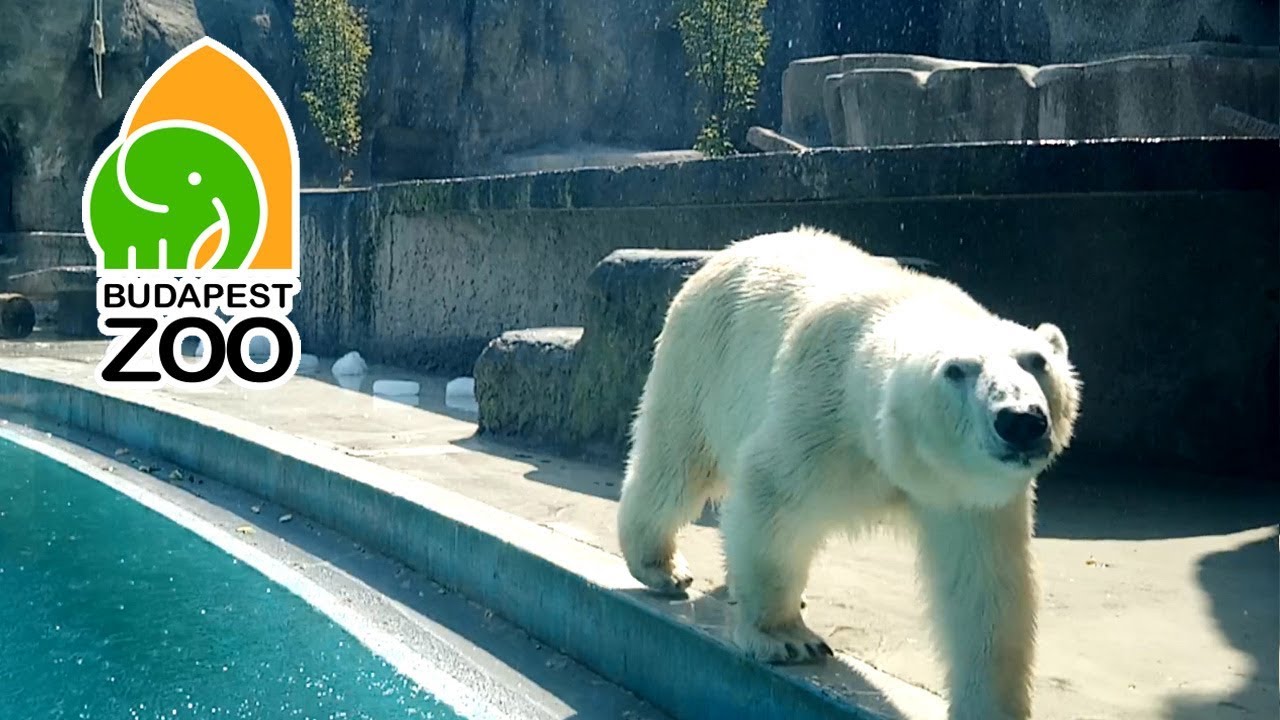 Zvieratk&aacute; zo ZOO Budape&scaron;ť (Kam s deťmi na v&yacute;let)
