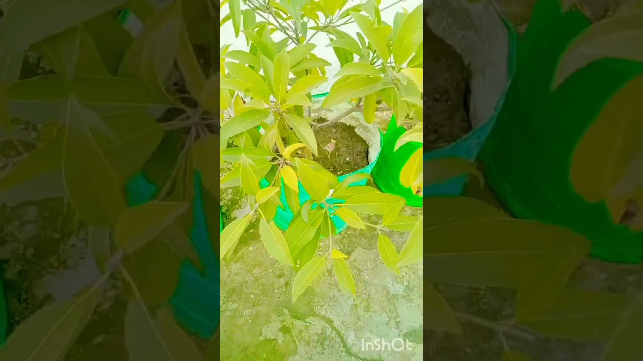 tips for fruit plants ll home gardening l plants 