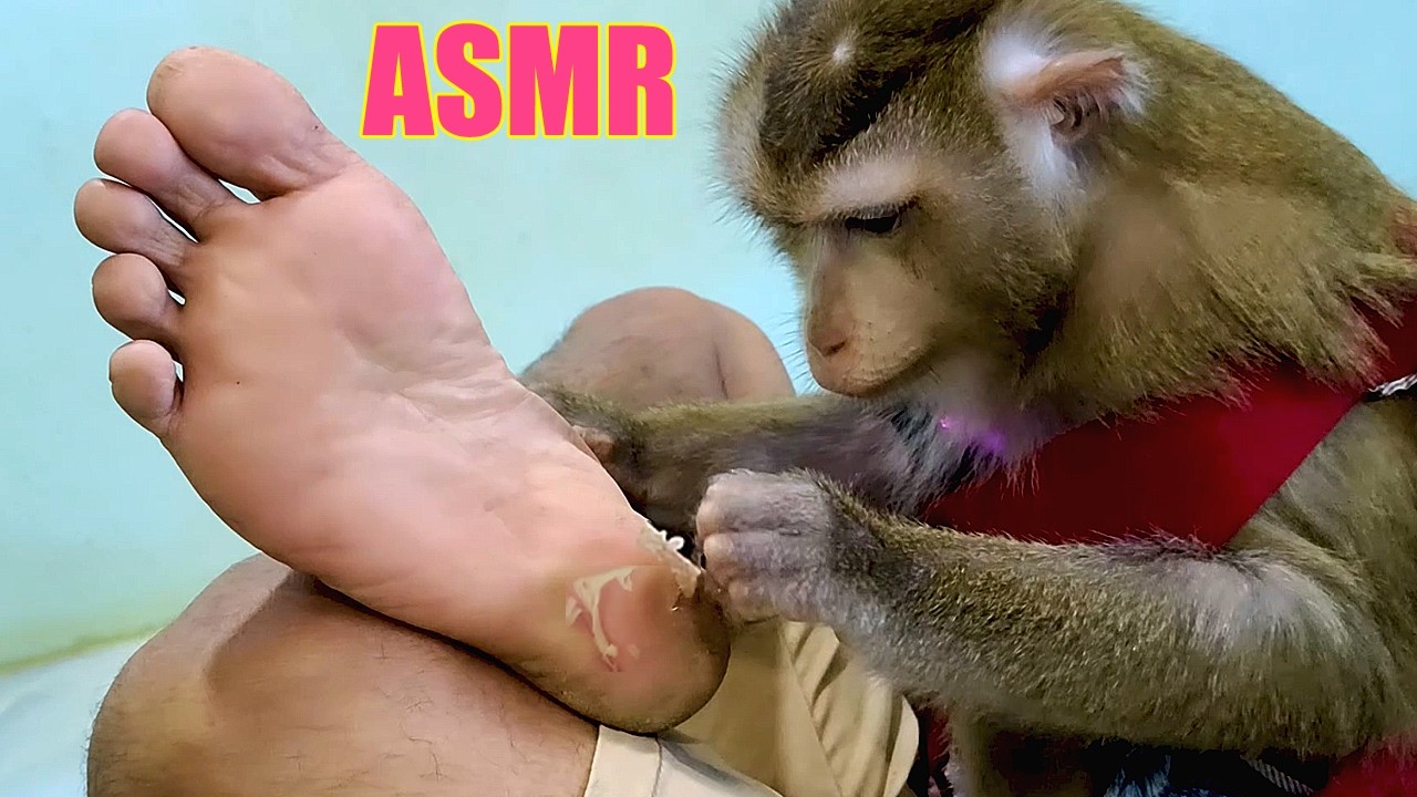 Grooming & Scrubbing Human Soles | Monkey Peel Dead Skin on Soles (No Speaking, Deep Sleep)