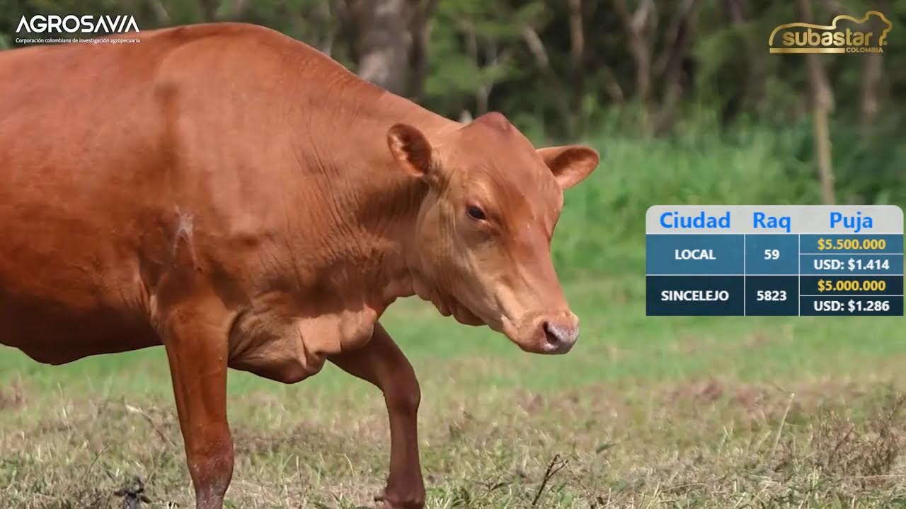 Remate de Razas Criollas VI