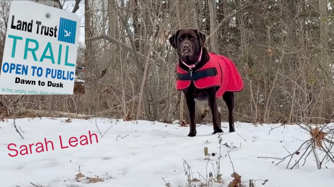 A Quiet Walk Through Cherry Street Open Space | Branford