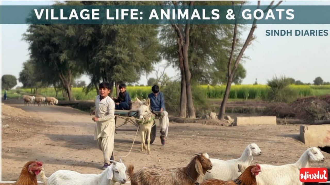 From Balochistan to Sindh: Exploring Beautiful Village Life and Rare Goats.  Part #2