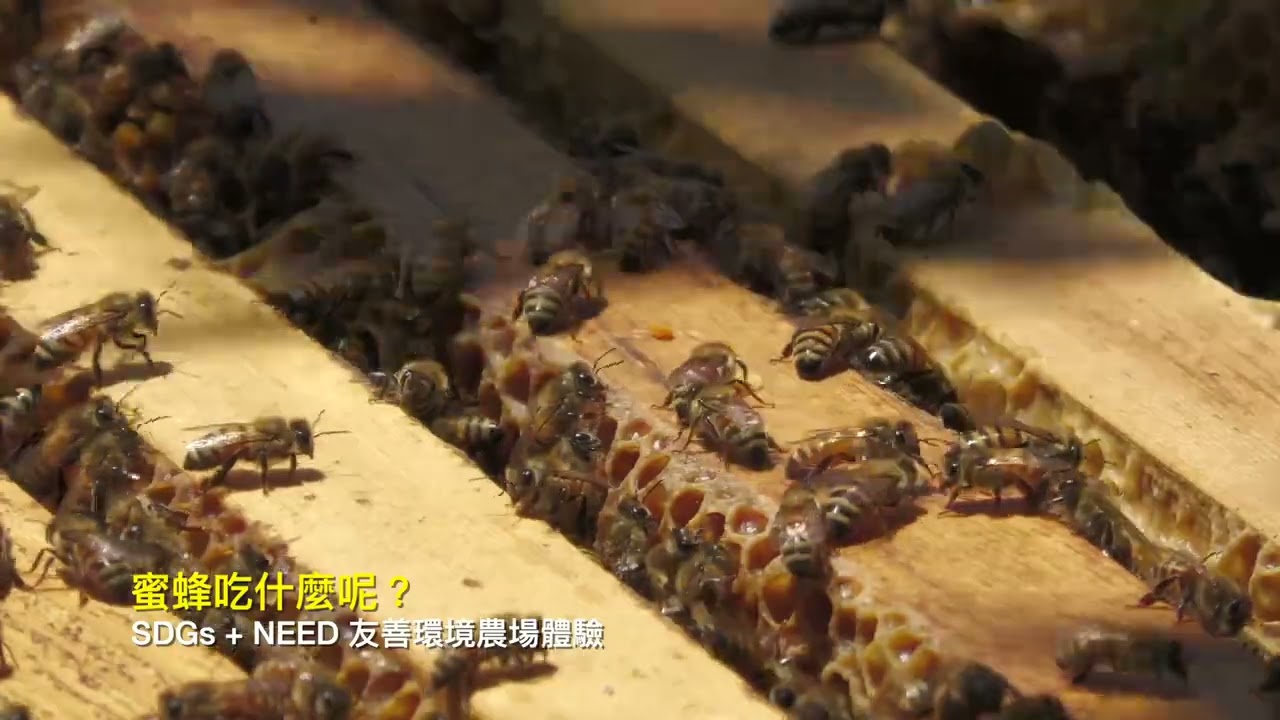 農場體驗 蜜蜂吃什麼呢？