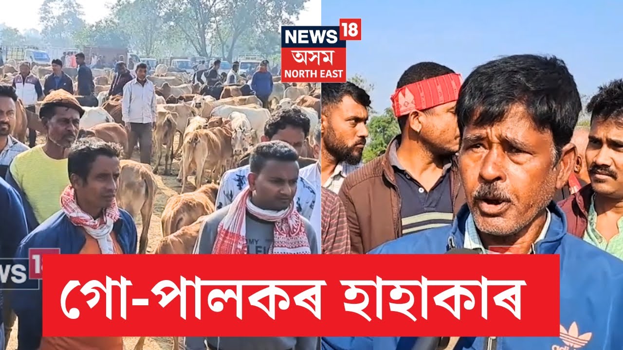 Sivsagar News | মুখ্যমন্ত্ৰীয়ে গো-মাংস বন্ধ ঘোষণা কৰাৰ পিছতে লোকচানৰ সন্মুখীন হৈছে গো-পালক | N18V