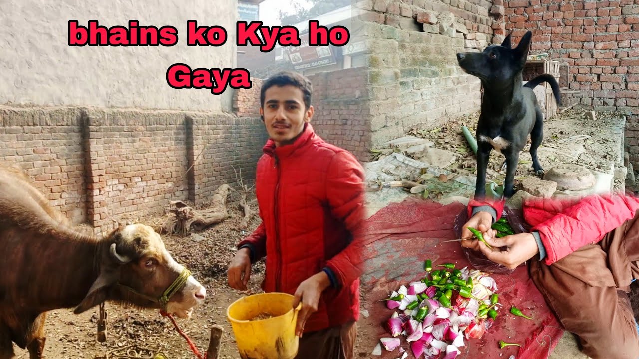 Bhains ko Kya ho Gaya 🥺|| Haider Shok vlog #viralvideo#youtube #unfrezzmyaccount 