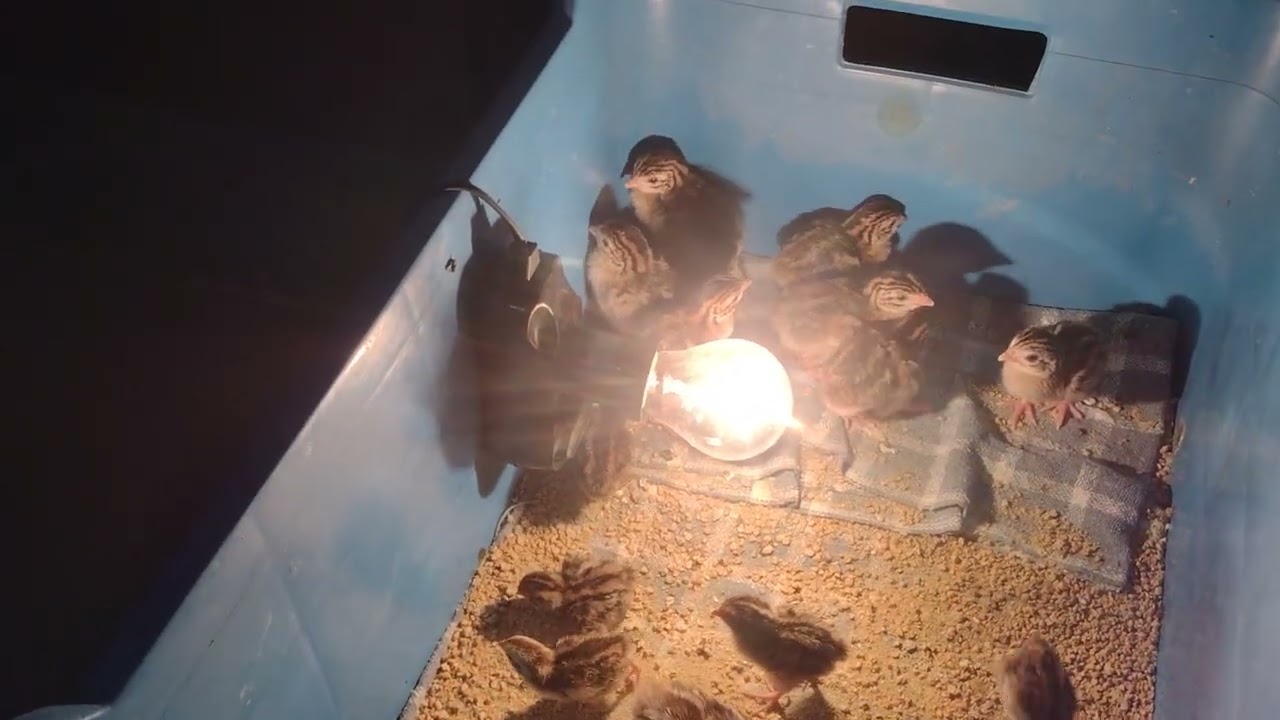Primeiro vídeo do canal: pintinhos, galinhas deitadas e codornas