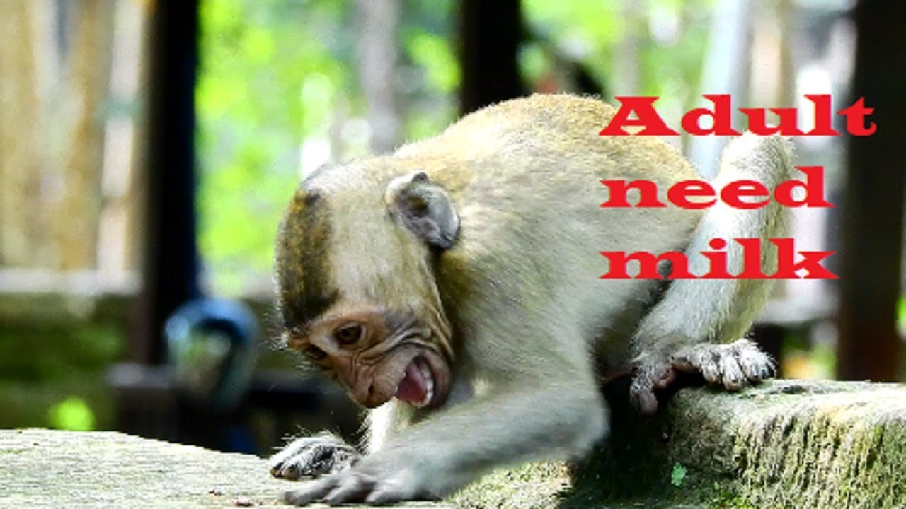 Adult George not yet wean, He very tricky cos hungry milk, Shouting loudly cos mum not give