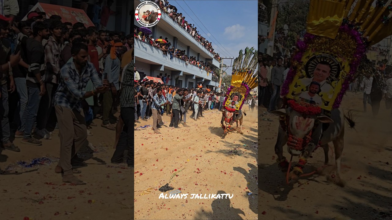 #jallikattu #trendingshorts #reels  #trend #reelaudio #tdpparty #tdp #viral #jallikattu2026