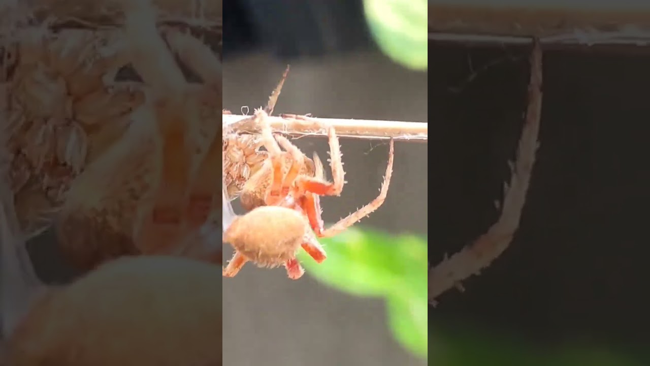 Spider fight The Strike is very Cobra!!! ok