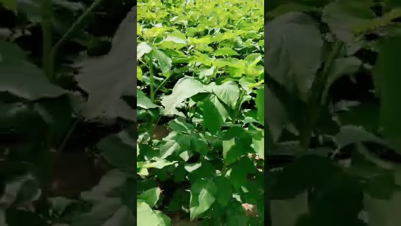 guar (Cyamopsis tetragonoloba) #shorts #guar