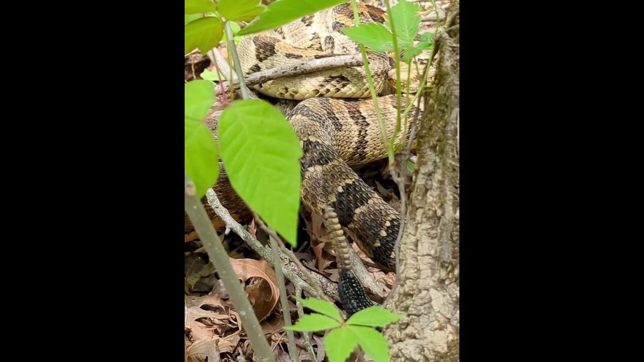 Timber Rattlesnake Rattling in Hoosier National Forest  #snake #wildlife #nature
