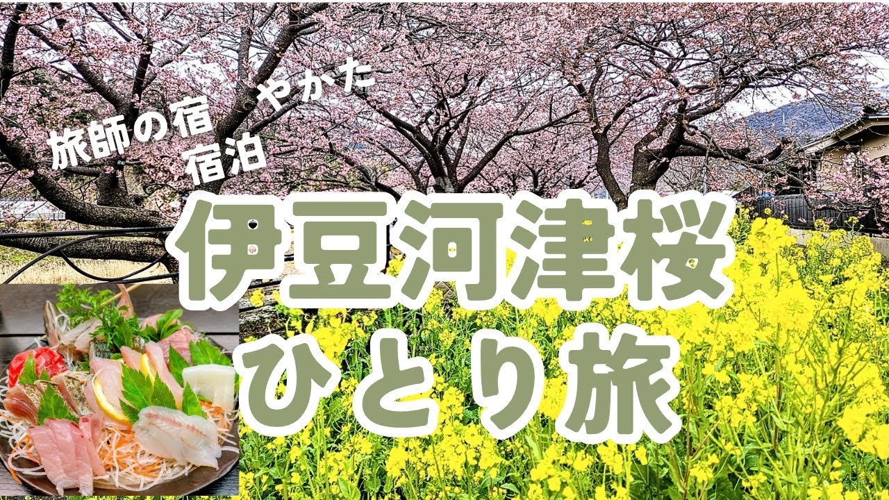 伊豆河津桜ひとり旅　旅師の宿　やかた　宿泊　#河津桜.#河津桜まつり.#伊豆旅行.#ひとり旅