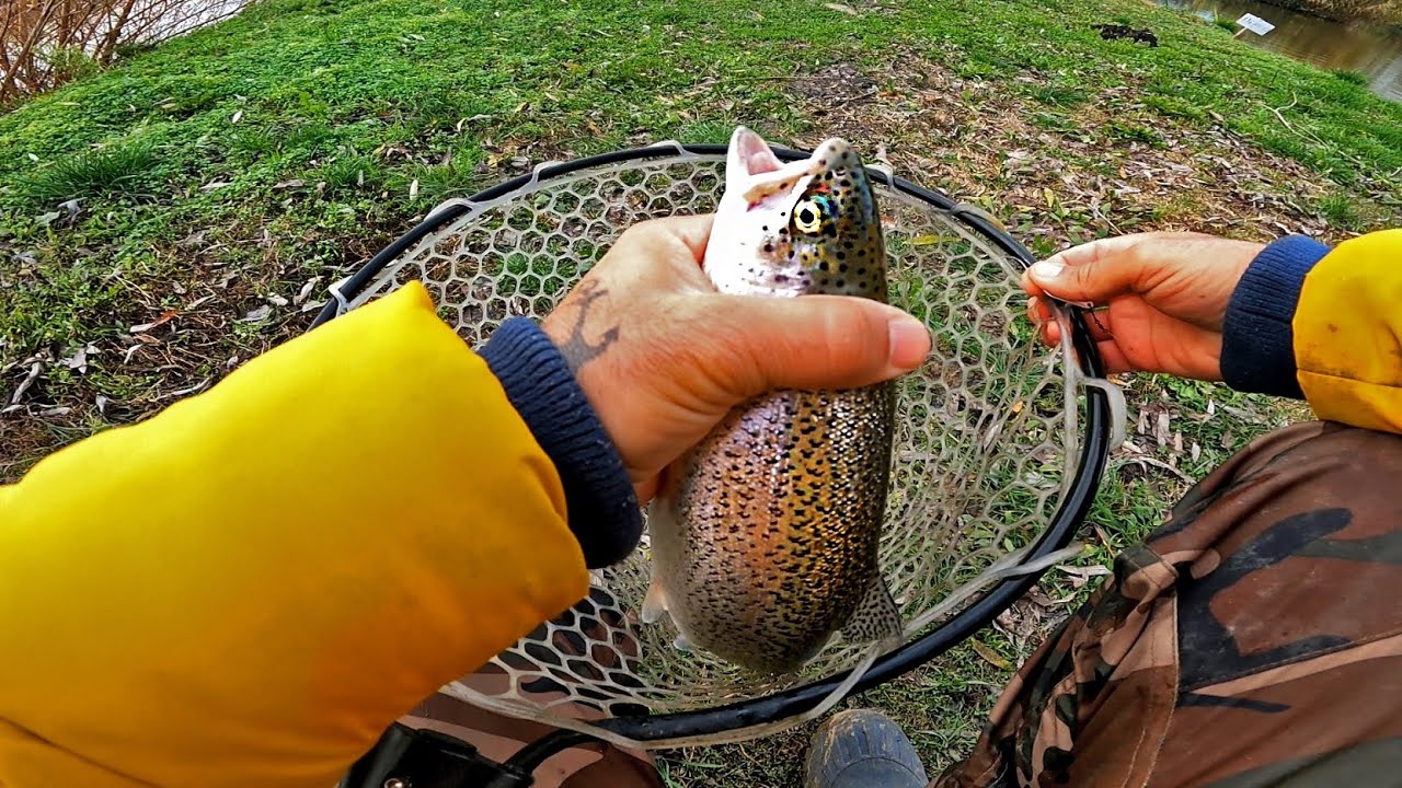 LA PESCUIT CU LANSETE TELESCOPICE CU OANE LA CRAP PE APA RECE LA BAMBINA #pescuit  #fishing #carp