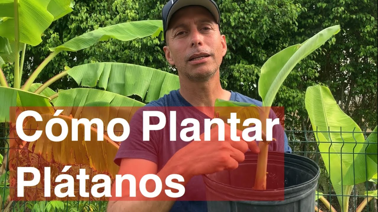 Cómo Plantar  Plátanos