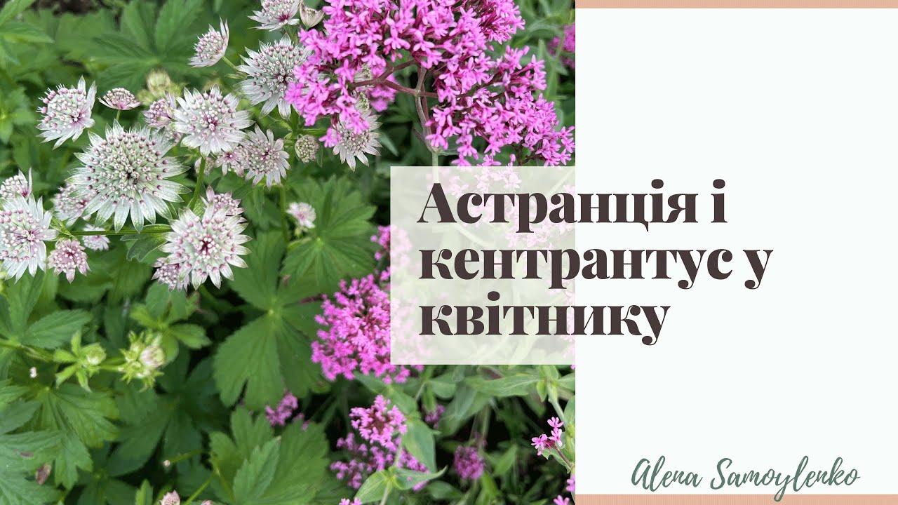 Астранція і кентрантус — ідеальні рослини-компаньйони | схема посадки