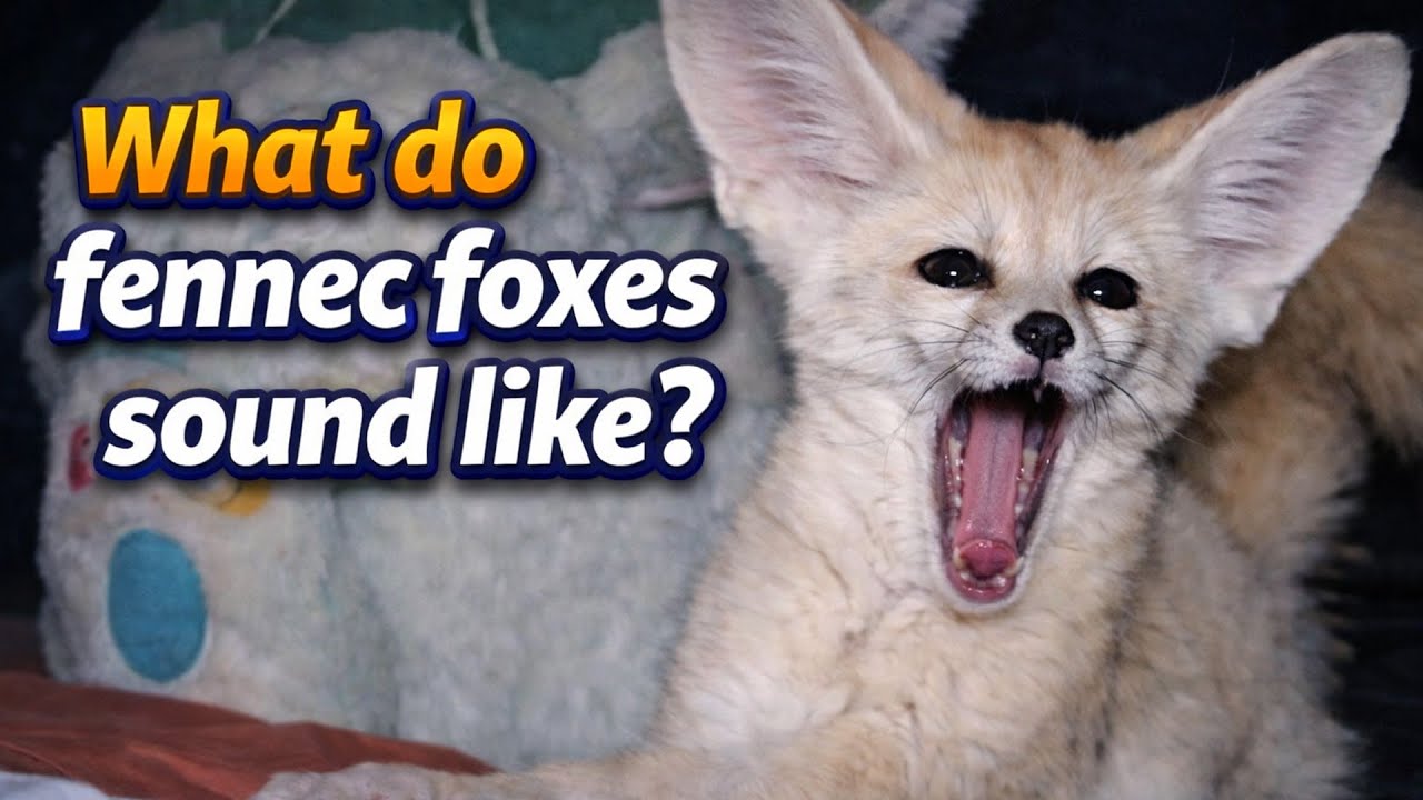 What do Fennec Foxes Sound Like?