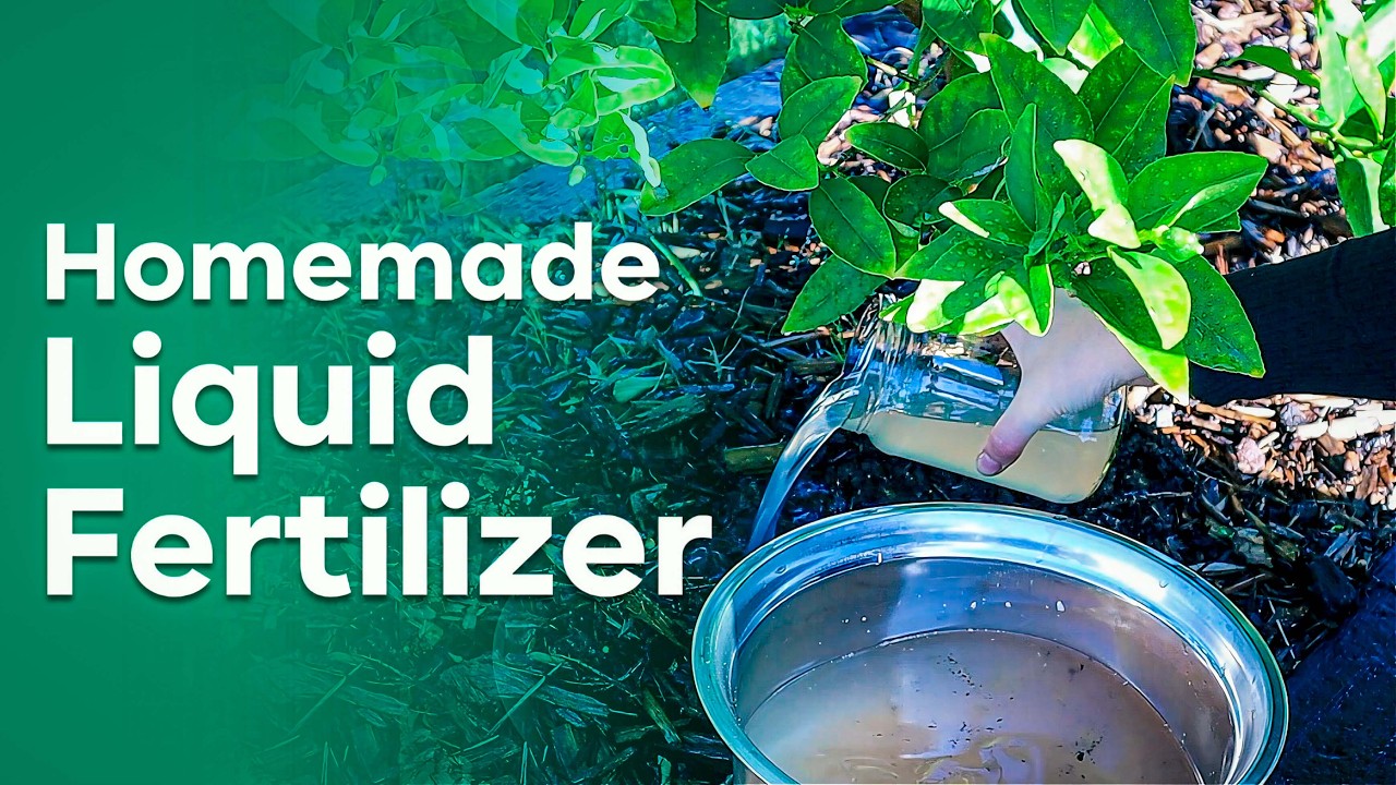 5 Easy Homemade Liquid Fertilizers from Kitchen Waste! | DIY Liquid Fertilizers from Kitchen Waste