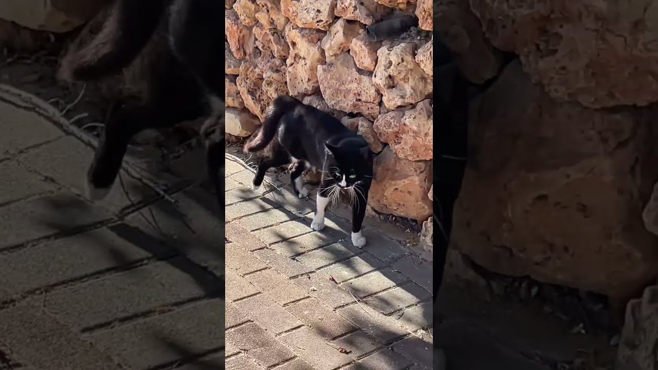 Better Feed Kissel | Street Cat vs Salamanca Gang (Real-Life Sitcom)