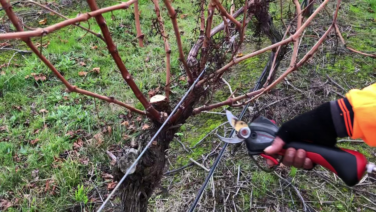 pruning anggur di australia