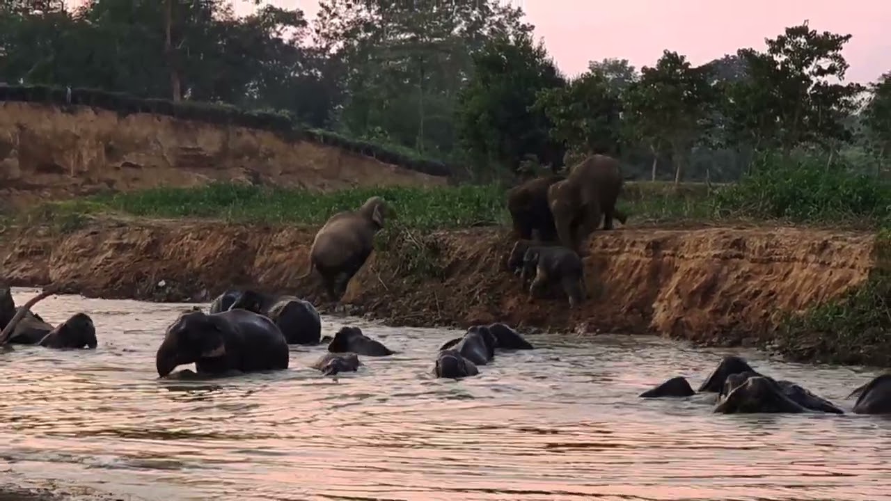 Wild elephants enjoying a bath.#wildlife #animals#elephant #viralvideo 