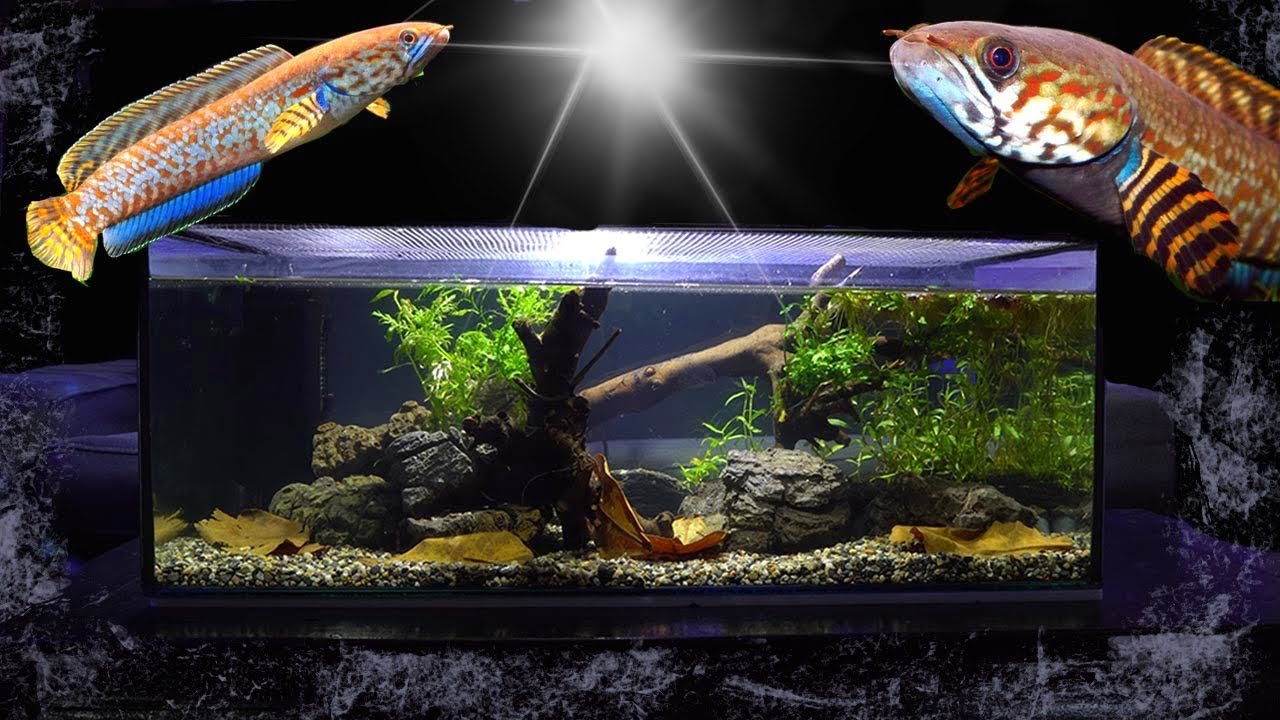 UN PRÉDATEUR DANS TON AQUARIUM  ! - TOOPET