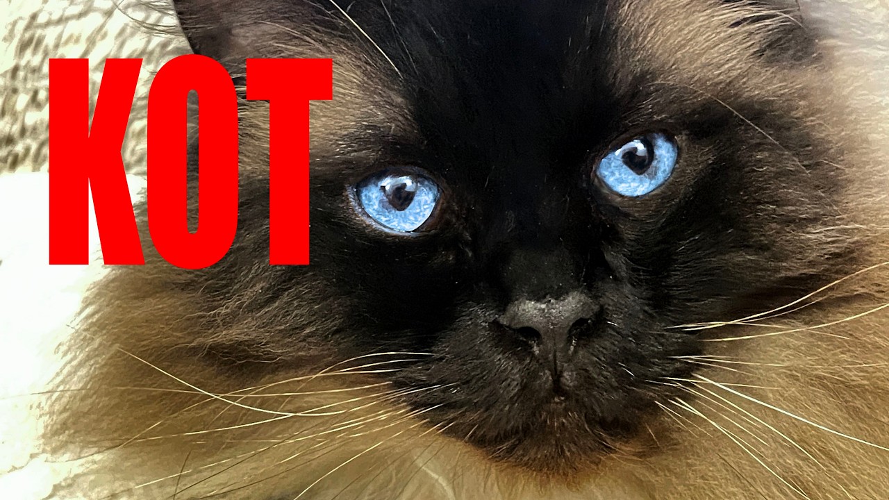KOT