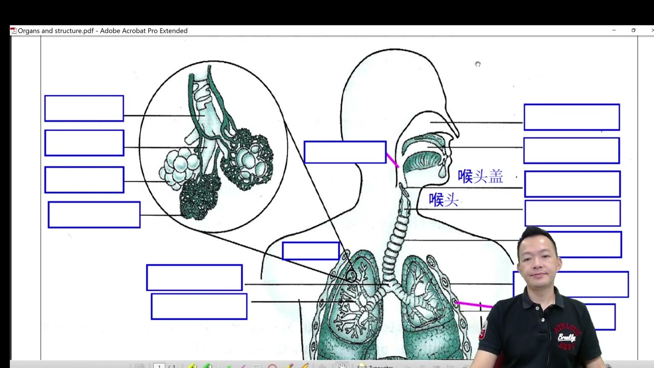 Form 3 Science chapter 2 Basic Structure of the Lungs
