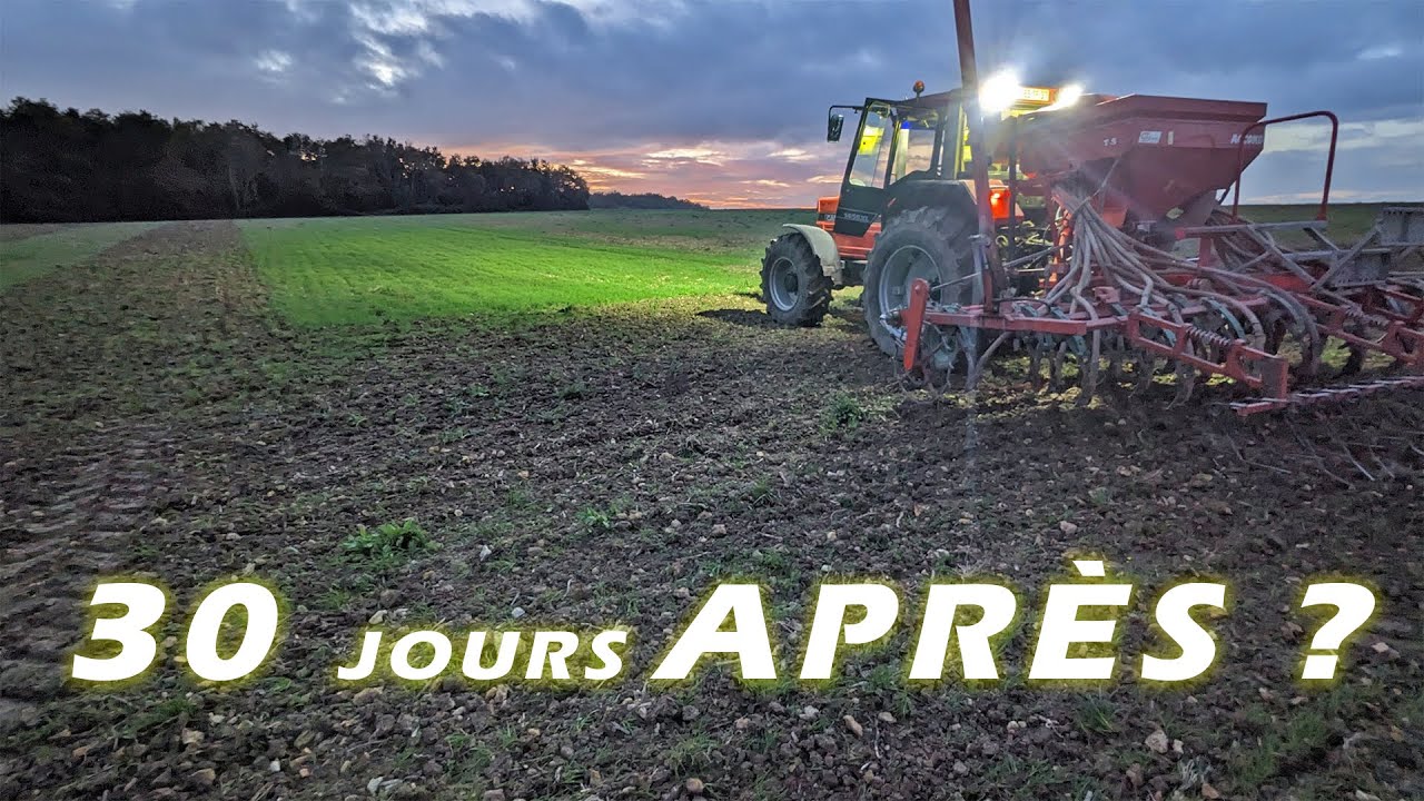 Désherbage chimique ou mécanique, pour laisser la place au blé
