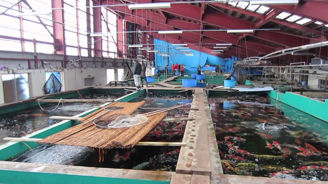 Niigata Japan Koi Fish Farm Tour - Breeder: Marusei Koi Farm