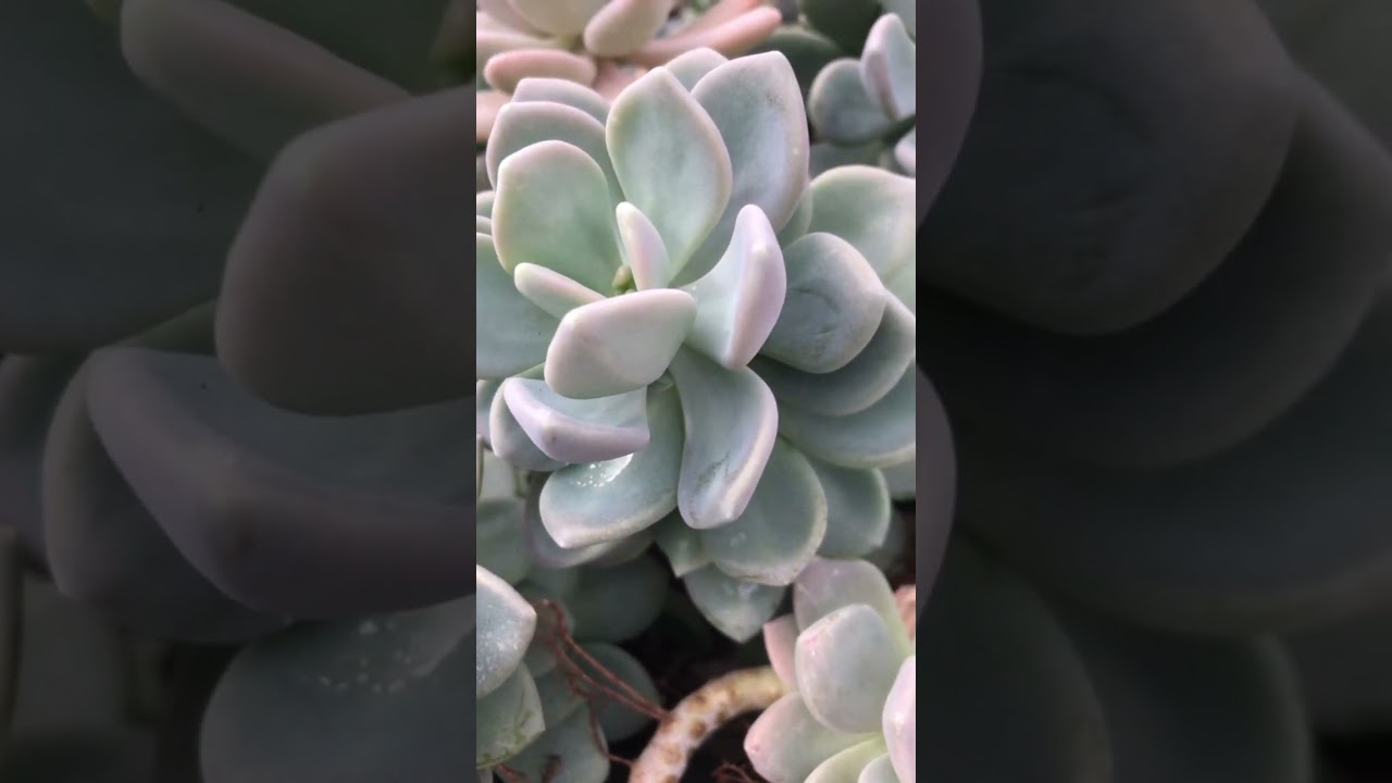Graptophytum supreme www.retalhosverdes.com.br