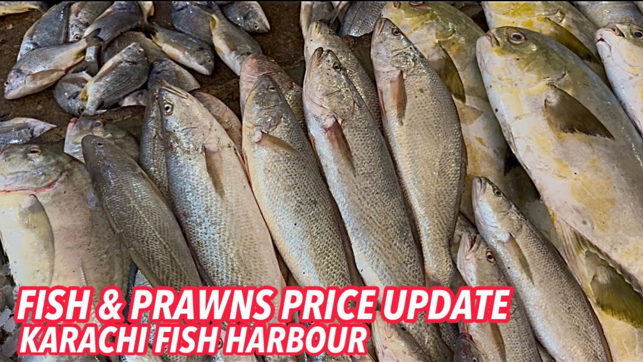 FISH & PRAWNS PRICE UPDATE KARACHI FISH HARBOUR December 8, 2025