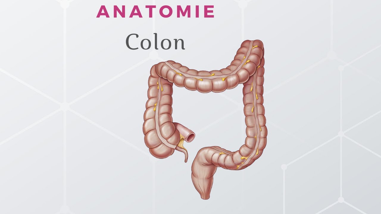 Anatomie du Colon