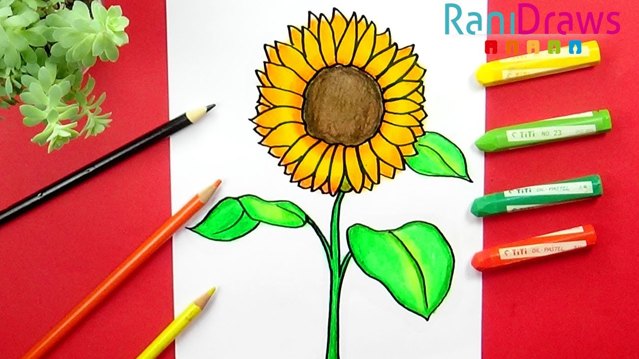 Cómo dibujar UN GIRASOL - Paso a paso