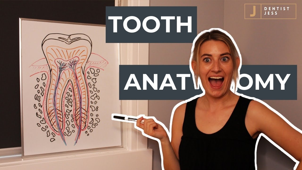 Tooth Anatomy | The Layers, Structures and Parts of Teeth!
