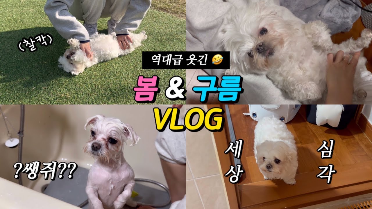역대급 웃긴 봄 구름 하루 VLOG
