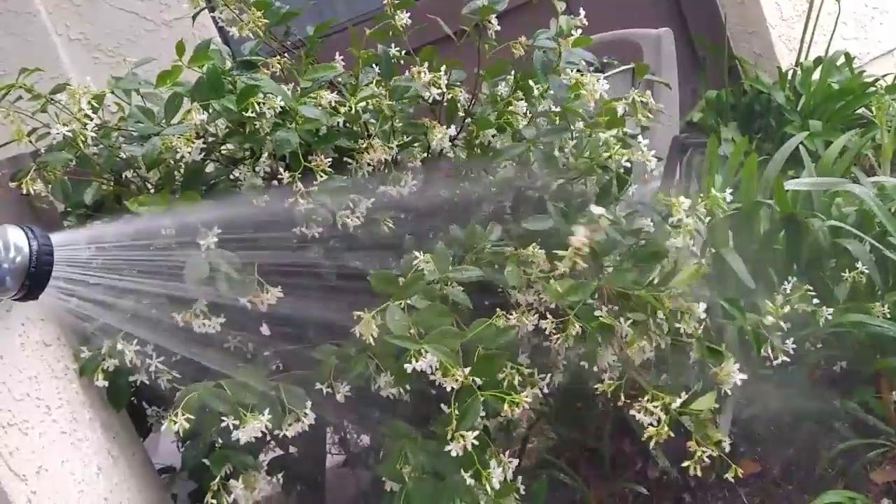 ASMR Grass Watering||No Talking||Wind Chimes||Breeze||Car Sounds