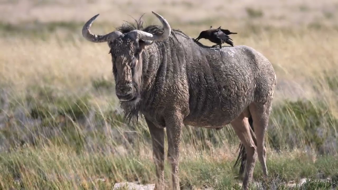 The Chobe Riverfront wildlife in Namibia and Botswana