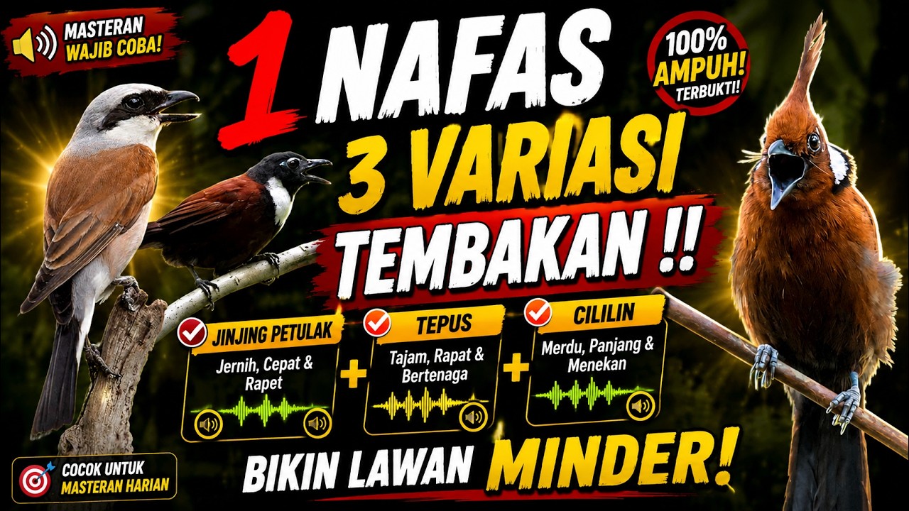 Masteran Murai Batu Terbaru 2026! Kombinasi Jing2 Petulak + Tepus + Cililin Bikin Lawan Minder