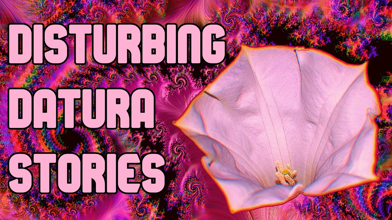 Datura Trip Disasters