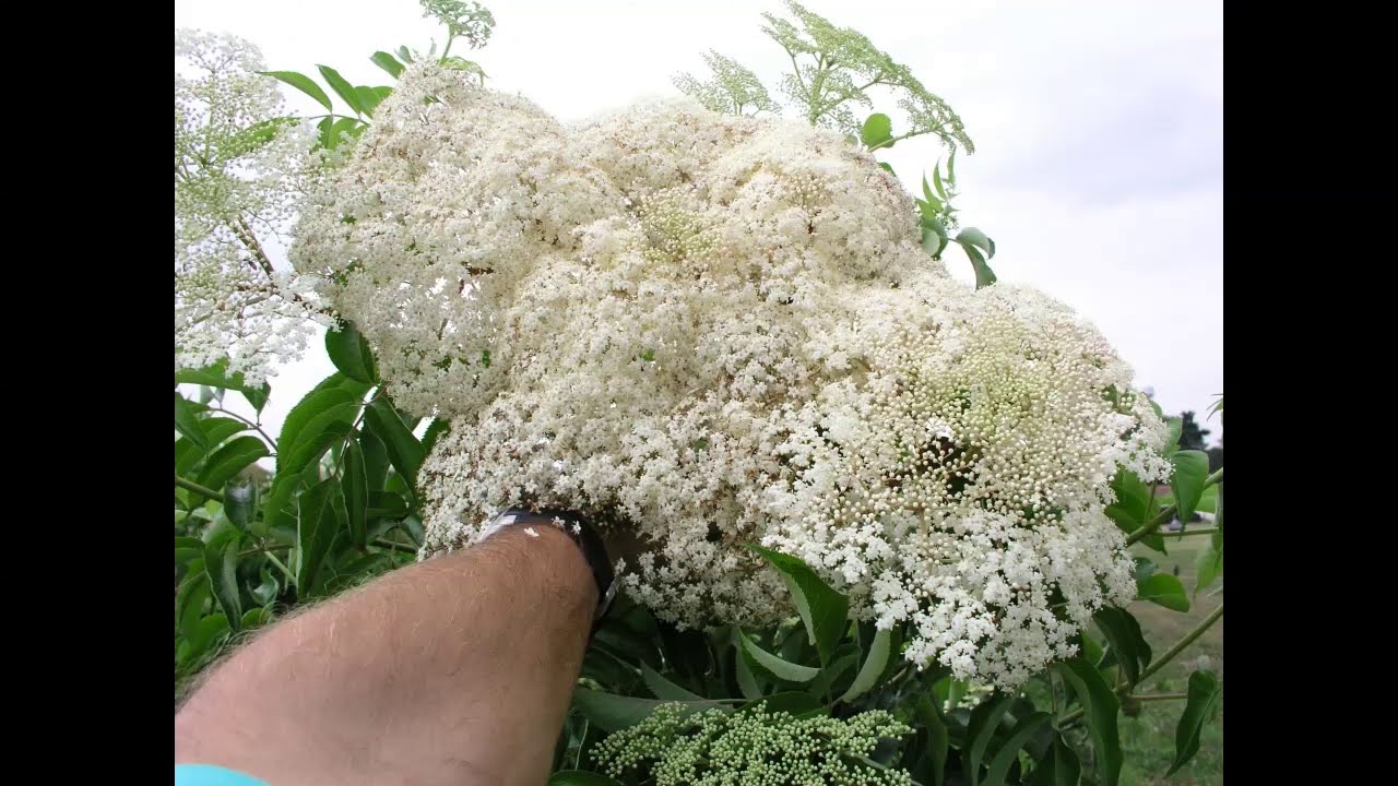 Choosing Elderberry Cultivars