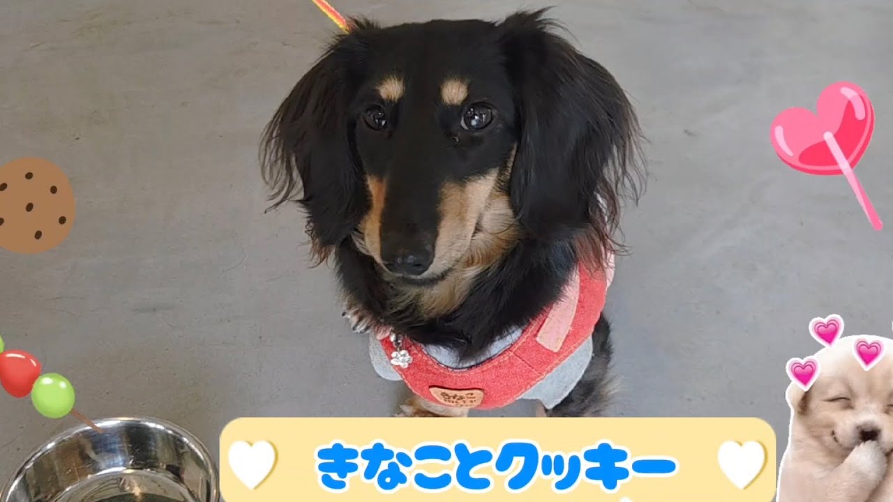 クッキー&きなこくん