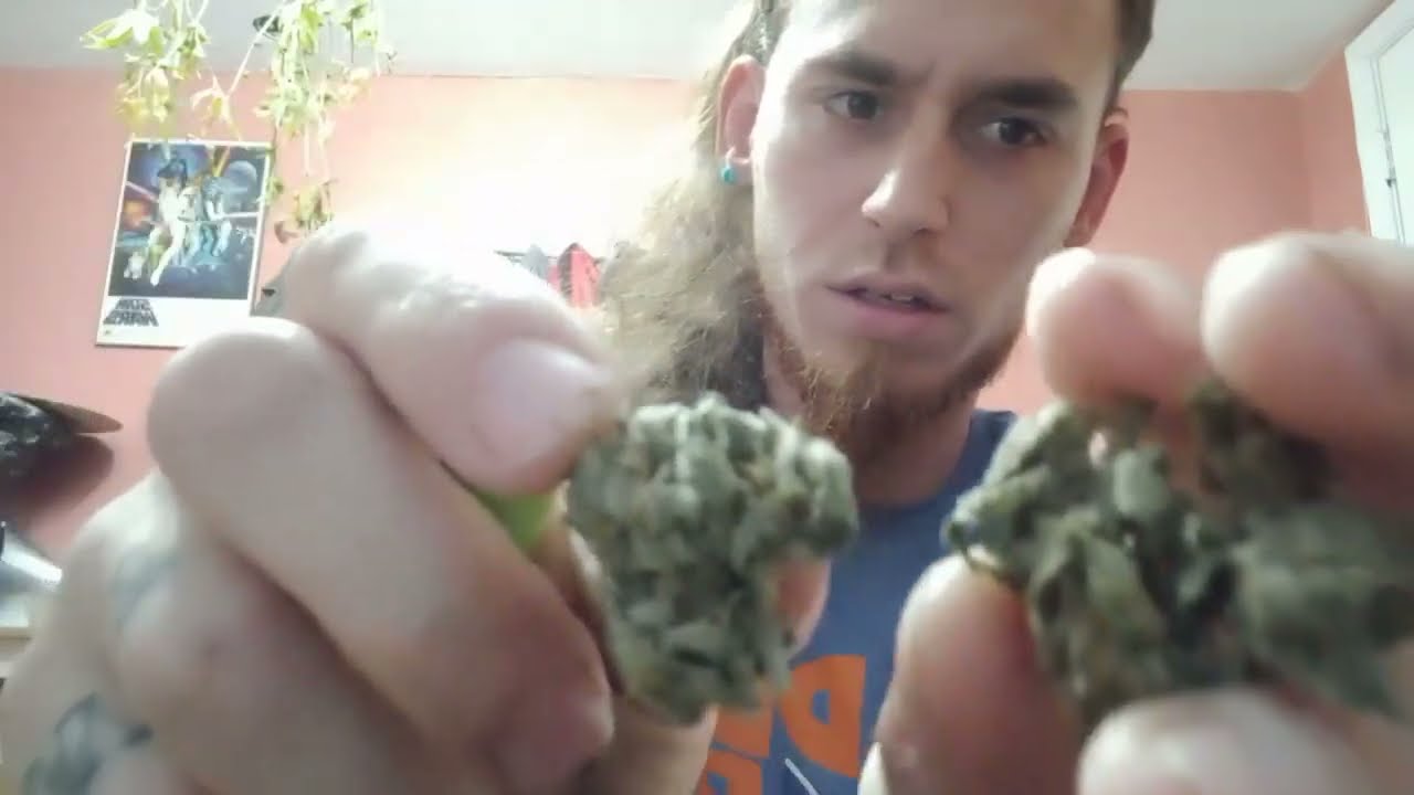 Cannabis Strain Review  Gorilla Glue 5