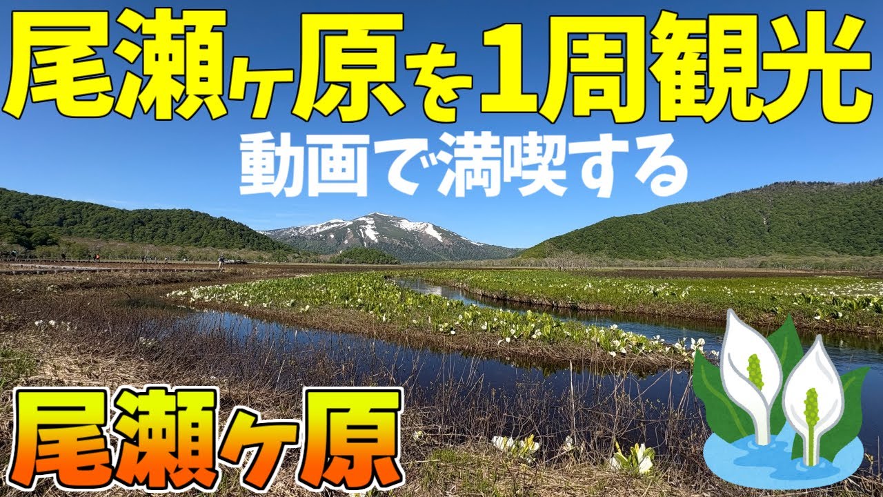 【尾瀬ヶ原】6月の水芭蕉が見頃！鳩待峠から歩く20kmハイキングコースをゆっくり紹介