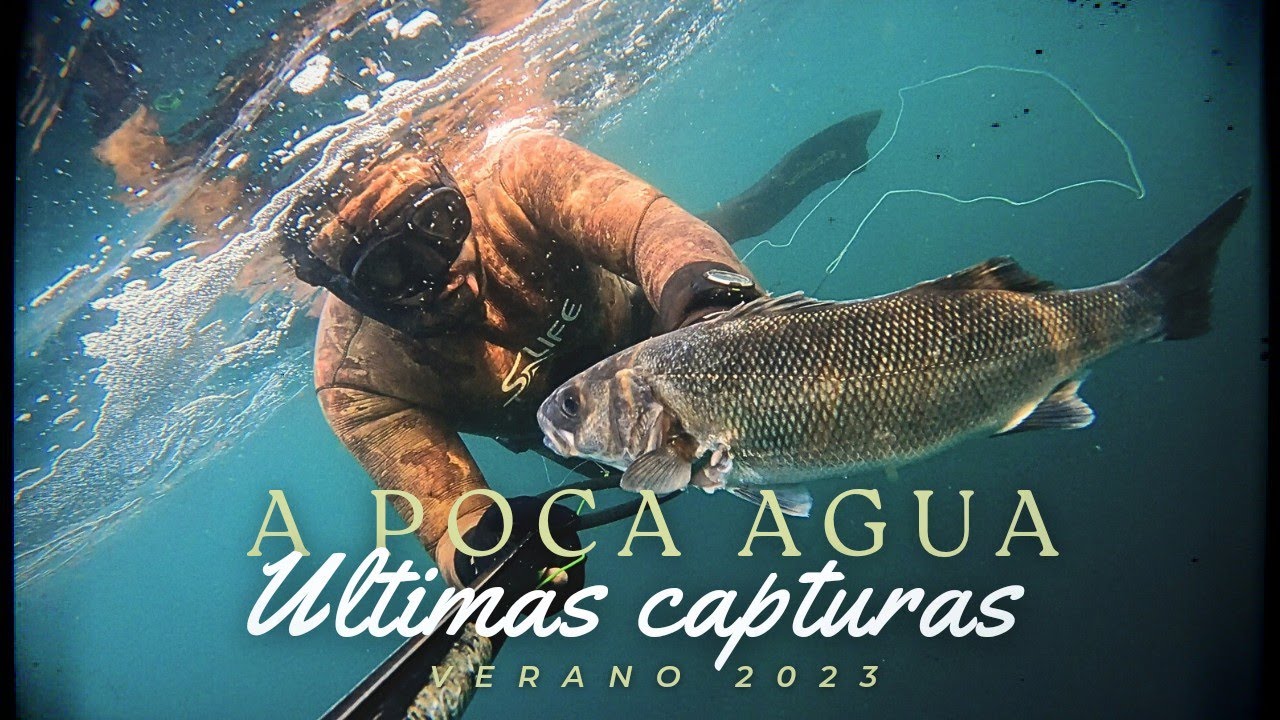 ✔GRANDES SARGOS Y LUBINAS EN GALICIA💥PESCA SUBMARINA A POCA PROFUNDIDAD