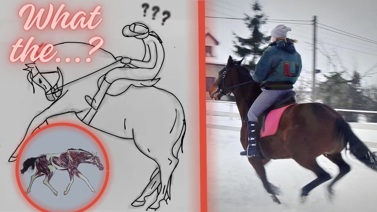 STRANGE 👀 HORSE🦓 Behaviors 🧨 