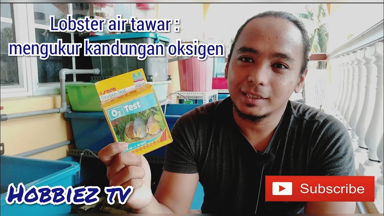 Lobster air tawar : mengukur kandungan oksigen | sera oxygen test (O2 test)