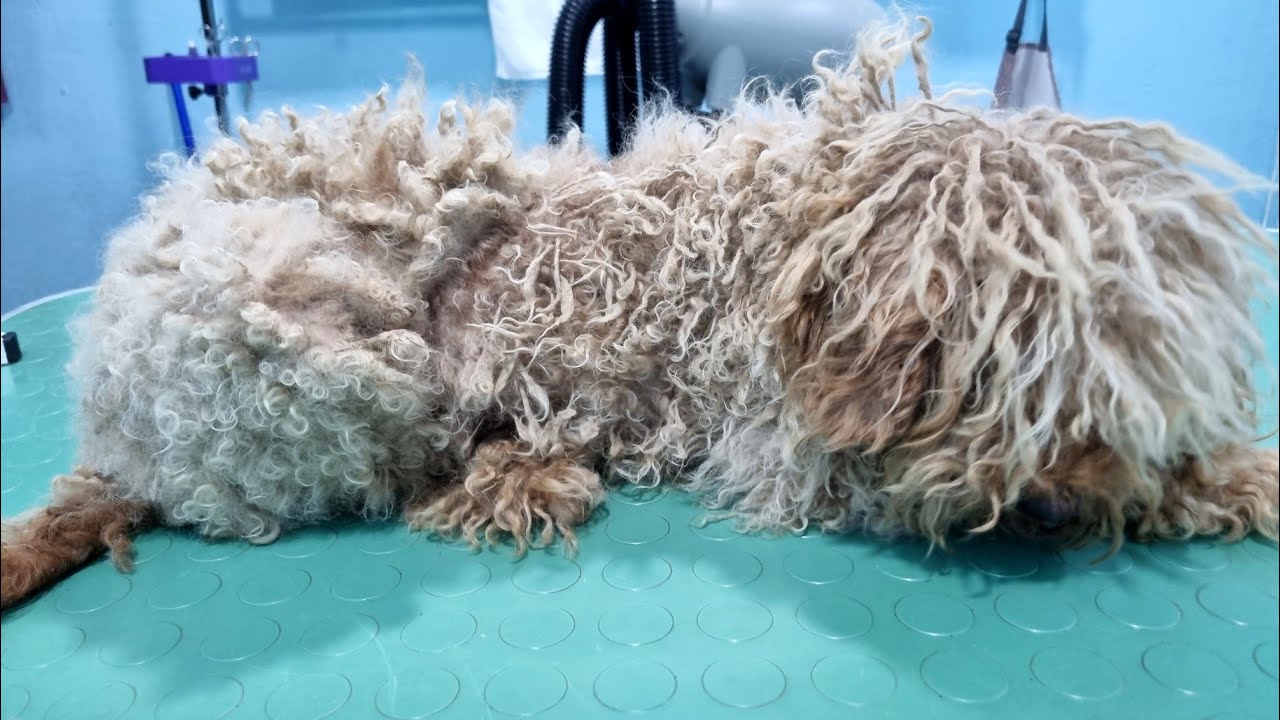 He Looked Like A Brand New Dog Afrer A Groom