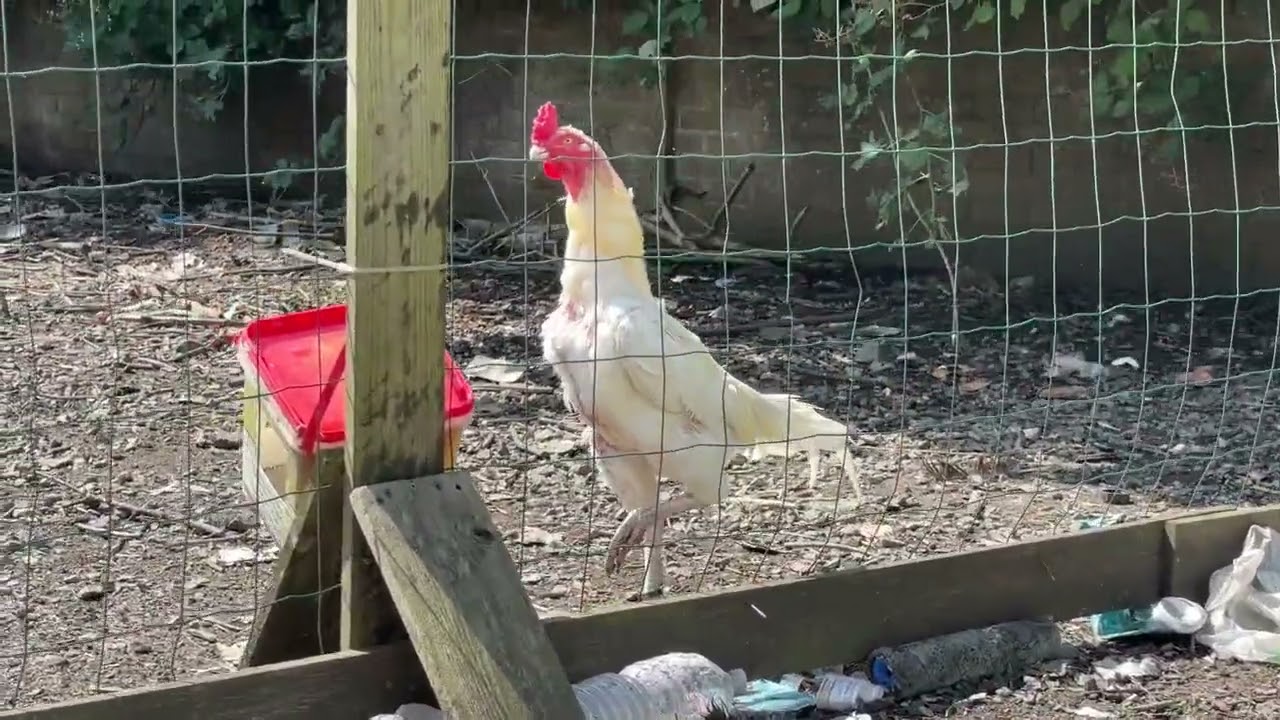 Home breed aseel Shamo birds